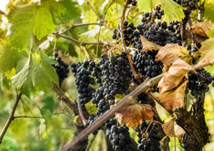 Read more about the article Growing Sustainable Wine