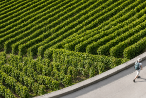 Read more about the article Why Terroir Really Matters