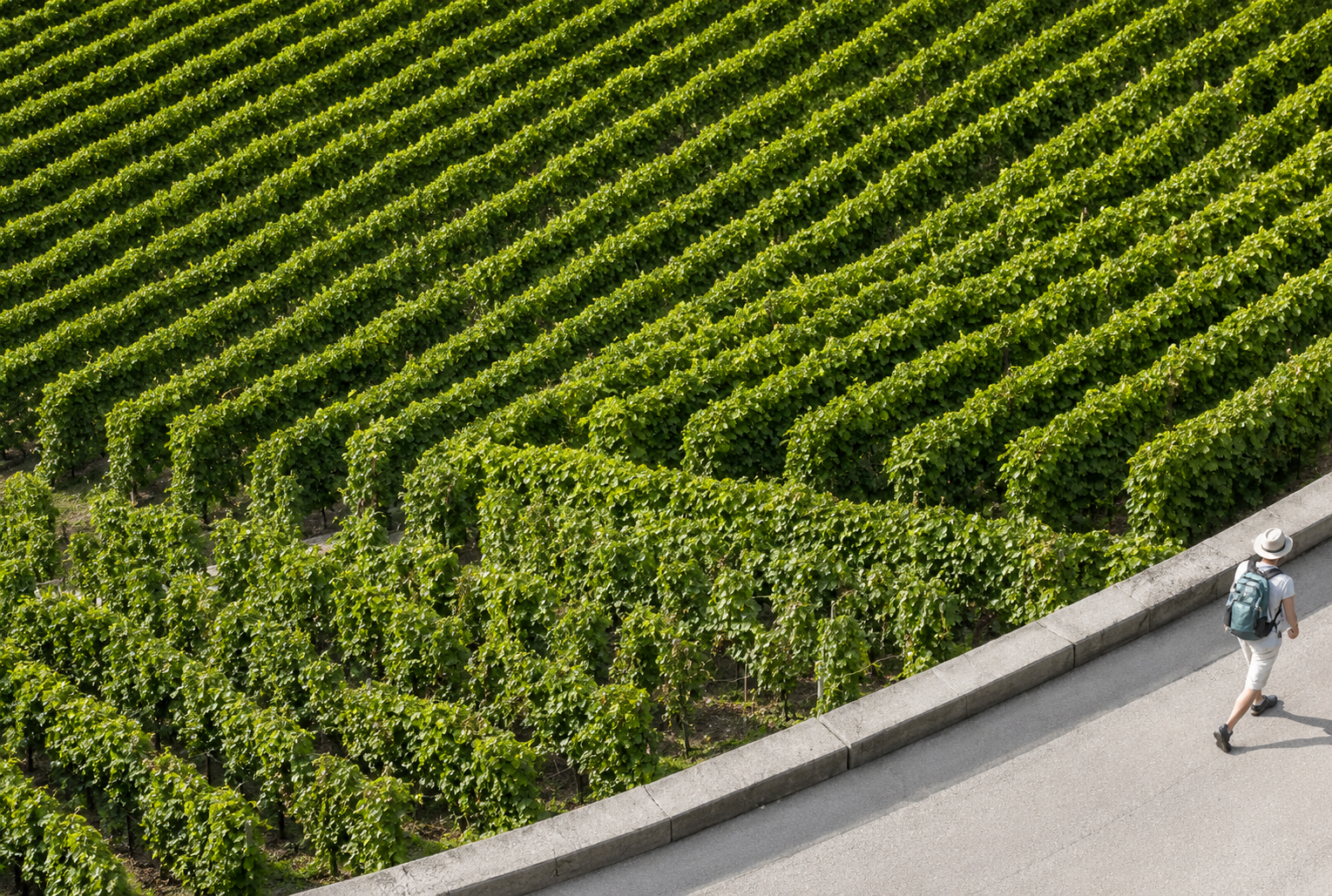 You are currently viewing Why Terroir Really Matters